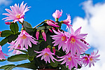 ������������� ������� / ���������� ������ (Rhipsalidopsis rosea) Pink Easter cactus