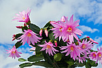 ������������� ������� / ���������� ������ (Rhipsalidopsis rosea) Pink Easter cactus