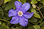 ������� �������� (Clematis x jackmanii)