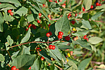 ��������� ��������� (Lonicera tatarica)