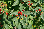 ��������� ��������� (Lonicera tatarica)