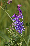 ������� �������� (Vicia villosa)