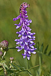 ������� �������� (Vicia villosa)