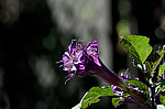 ������ ��������� (Datura metel)