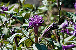 ������ ��������� (Datura metel)