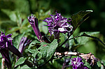 ������ ��������� (Datura metel)