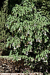 ������ �������� (Datura arborea)