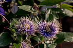 ������� ������� (Clematis x jackmanii) �����������