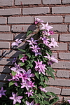 ������� ������� (Clematis x jackmanii) �����������