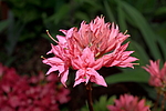 ������ ��������������� (Rhododendron � mollis) ���� �������