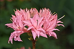 ������ ��������������� (Rhododendron � mollis) ���� �������