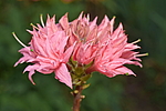 ������ ��������������� (Rhododendron � mollis) ���� �������