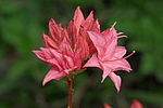 ������ ��������������� (Rhododendron � mollis) ���� �������