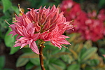 ������ ��������������� (Rhododendron � mollis) ���� �������