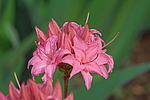 ������ ��������������� (Rhododendron � mollis) ���� �������