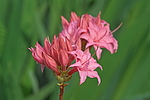 ������ ��������������� (Rhododendron � mollis) ���� �������