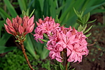 ������ ��������������� (Rhododendron � mollis) ���� �������