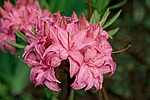 ������ ��������������� (Rhododendron � mollis) ���� �������