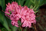 ������ ��������������� (Rhododendron � mollis) ���� �������