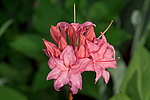 ������ ��������������� (Rhododendron � mollis) ���� �������
