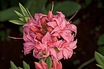������ ��������������� (Rhododendron � mollis) ���� �������