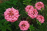 ������ ��������������� (Rhododendron � mollis) ���� �������