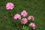 ������ ��������������� (Rhododendron � mollis) ���� �������