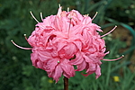 ������ ��������������� (Rhododendron � mollis) ���� �������