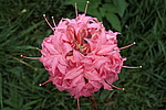 ������ ��������������� (Rhododendron � mollis) ���� �������