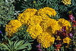 �������� ������������ (Tagetes erecta)