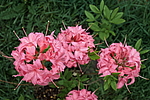 ������ ��������������� (Rhododendron � mollis) ���� �������