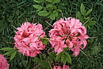 ������ ��������������� (Rhododendron � mollis) ���� �������