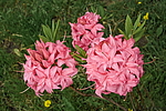 ������ ��������������� (Rhododendron � mollis) ���� �������