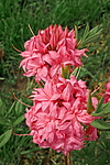 ������ ��������������� (Rhododendron � mollis) ���� �������