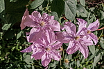 ������� ������� (Clematis x jackmanii) �����������