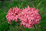 ������ ��������������� (Rhododendron � mollis) ���� �������
