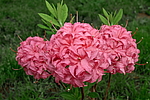 ������ ��������������� (Rhododendron � mollis) ���� �������