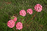������ ��������������� (Rhododendron � mollis) ���� �������
