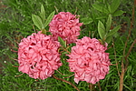 ������ ��������������� (Rhododendron � mollis) ���� �������