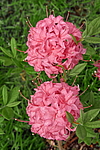 ������ ��������������� (Rhododendron � mollis) ���� �������