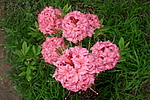 ������ ��������������� (Rhododendron � mollis) ���� �������