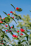 ��������� ��������� (Lonicera tatarica)