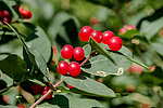 ��������� ��������� (Lonicera tatarica)