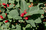 ��������� ��������� (Lonicera tatarica)