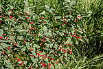 ��������� ��������� (Lonicera tatarica)