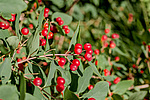 ��������� ��������� (Lonicera tatarica)
