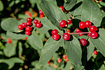 ��������� ��������� (Lonicera tatarica)