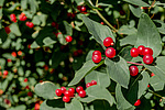 ��������� ��������� (Lonicera tatarica)