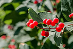 ��������� ��������� (Lonicera tatarica)