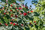 ��������� ��������� (Lonicera tatarica)